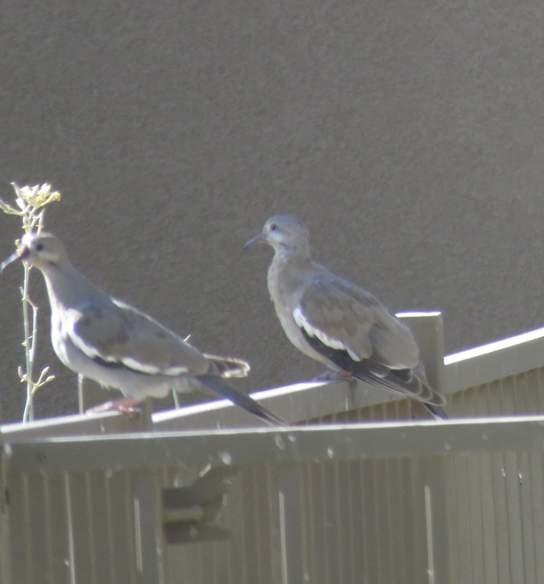 White-winged Dove - ML638757015