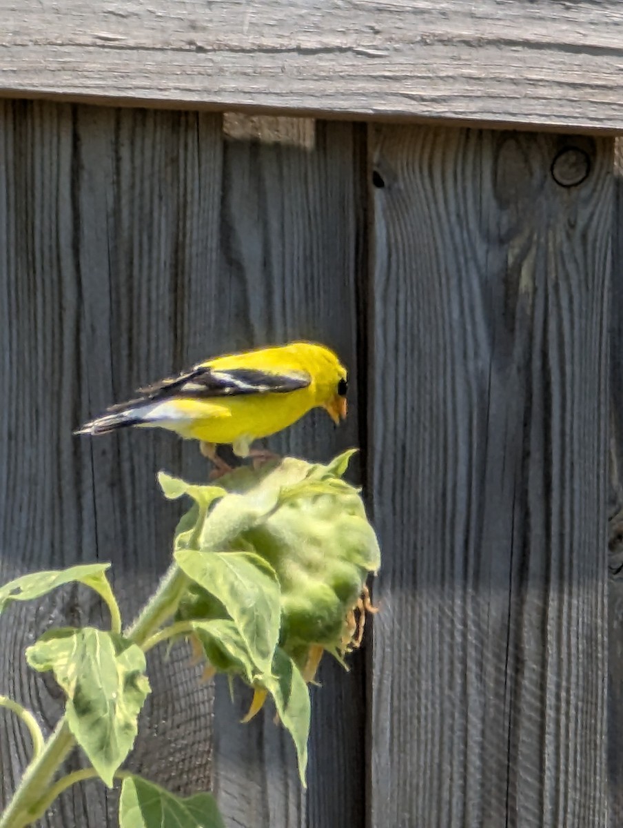 American Goldfinch - ML638757016