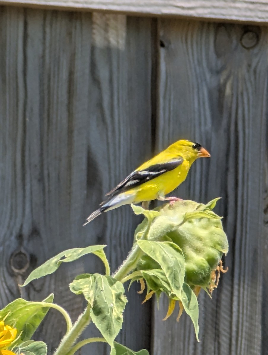 American Goldfinch - ML638757017
