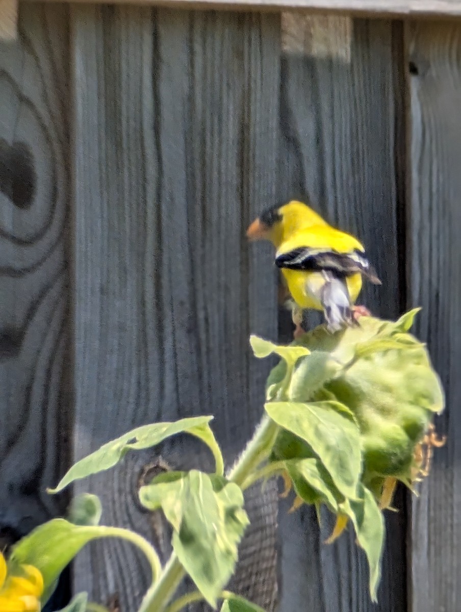 American Goldfinch - ML638757018