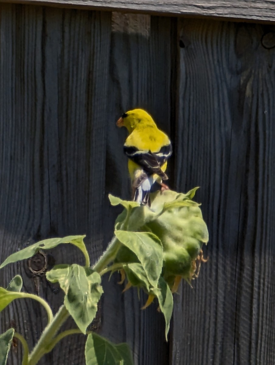 American Goldfinch - ML638757019