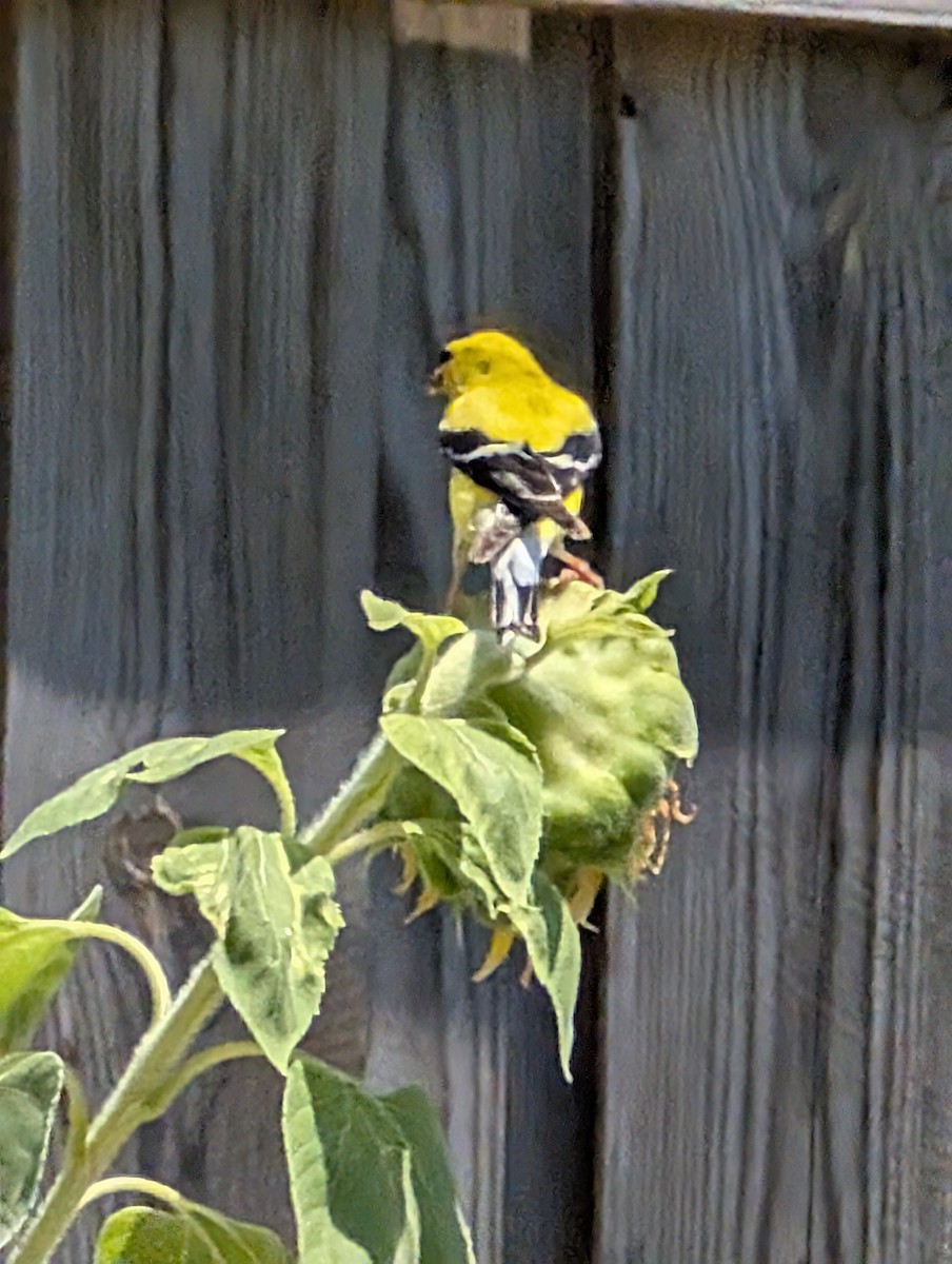 American Goldfinch - ML638757020