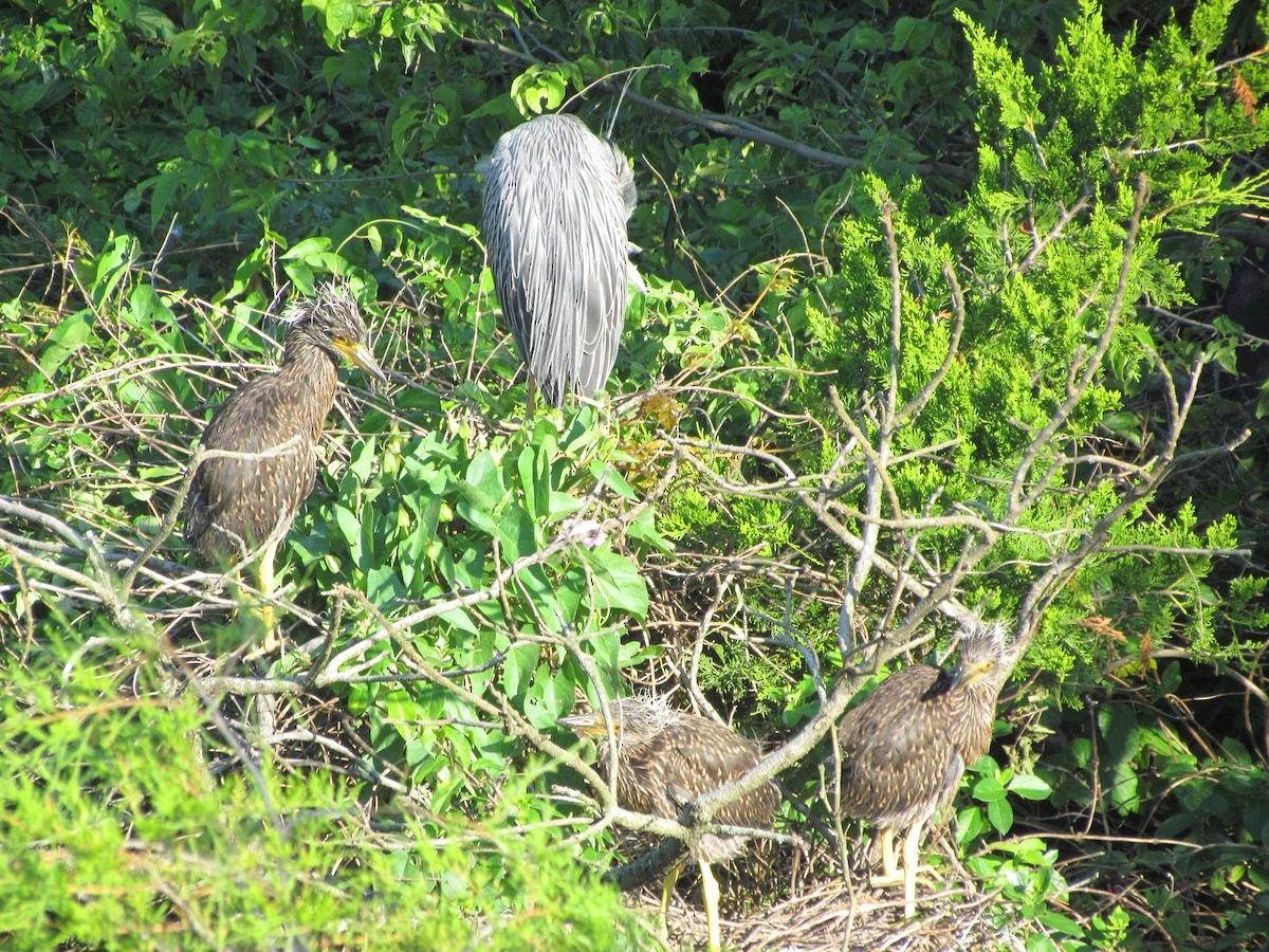 Yellow-crowned Night Heron - ML638757022