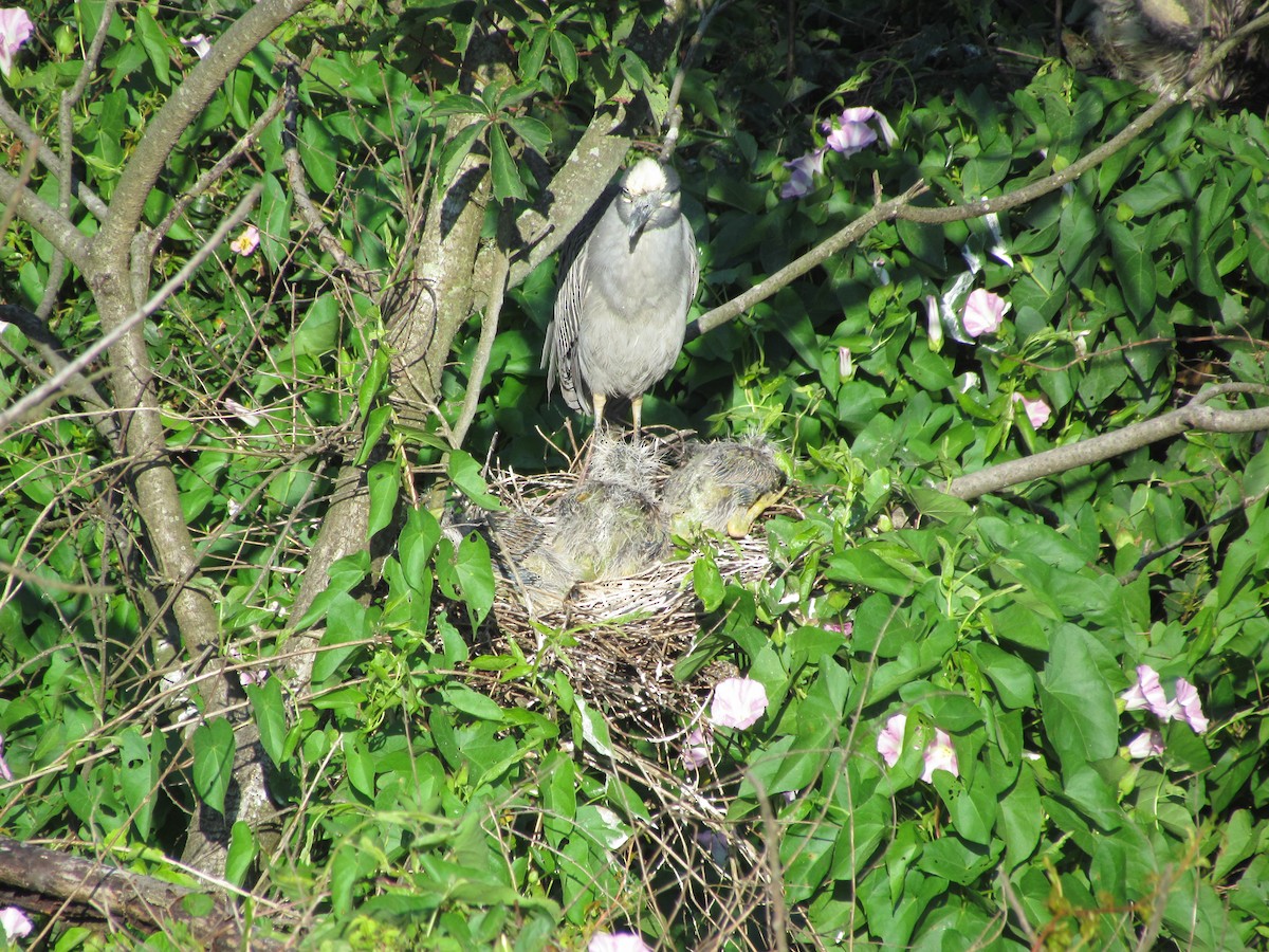 Yellow-crowned Night Heron - ML638757023