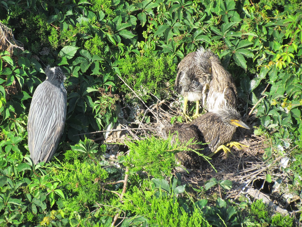 Yellow-crowned Night Heron - ML638757025