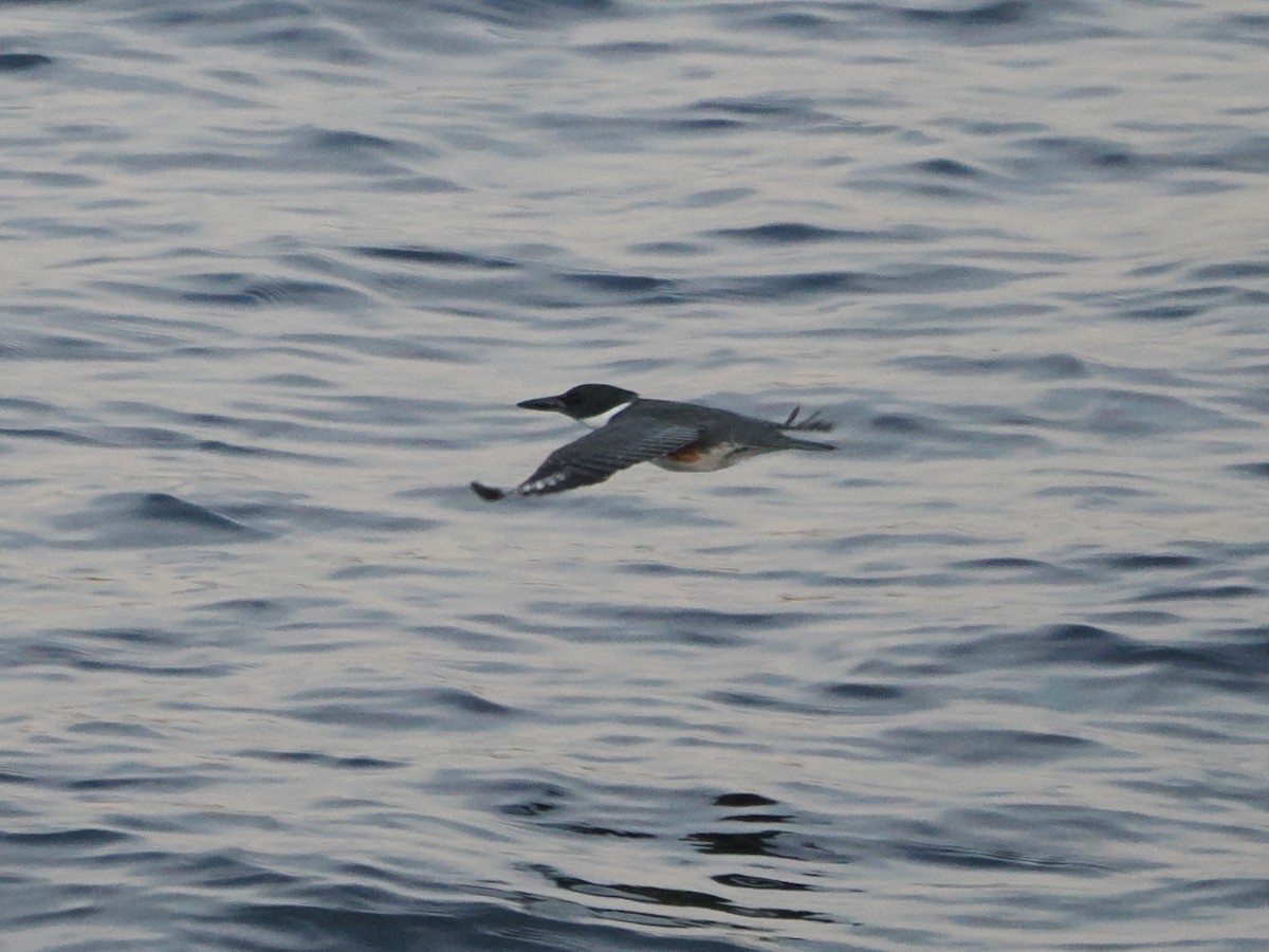 Belted Kingfisher - ML638757051