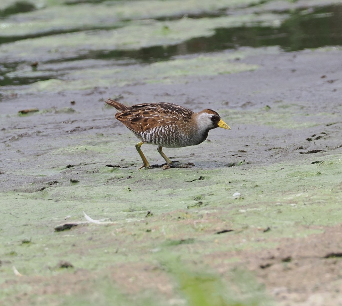 Polluela Sora - ML638757082