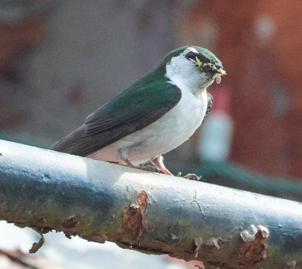 Golondrina Verdemar - ML638757099