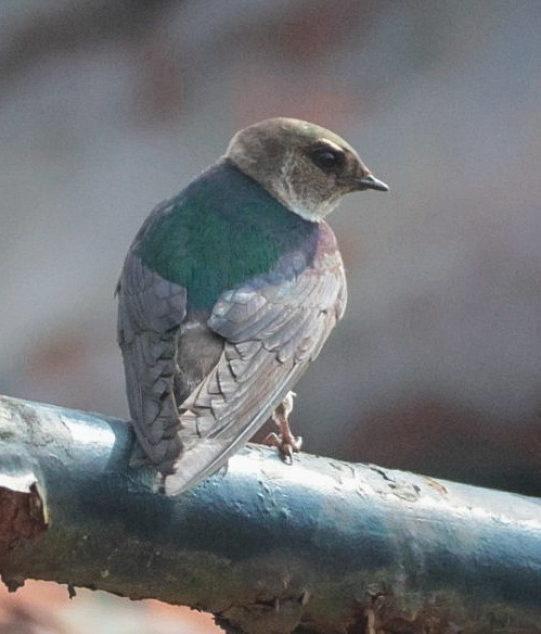 Golondrina Verdemar - ML638757101