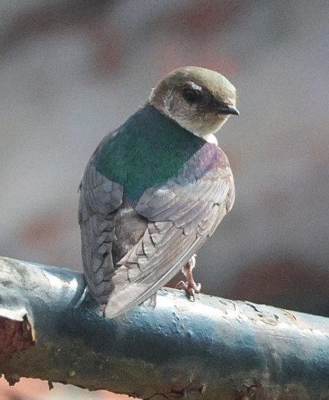 Golondrina Verdemar - ML638757102