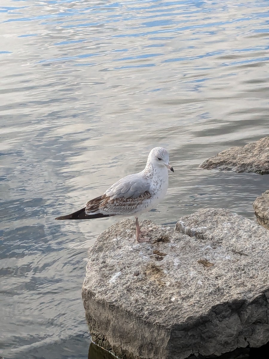 Gaviota de Delaware - ML638757104