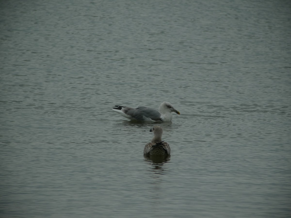 Gaviota Patiamarilla - ML638757109