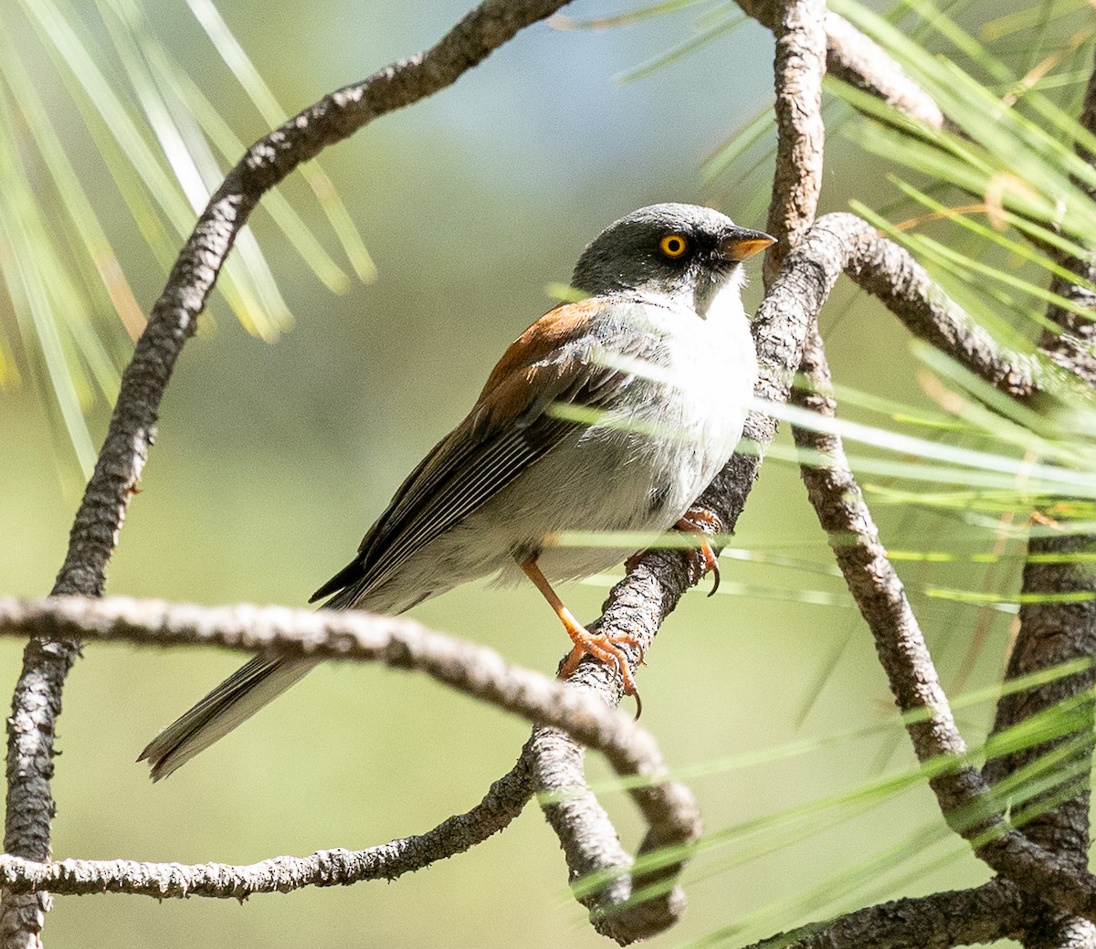Junco Ojilumbre - ML638757122
