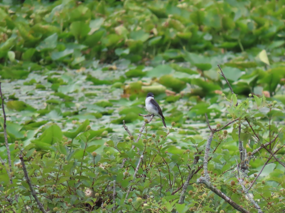 Eastern Kingbird - ML638757189