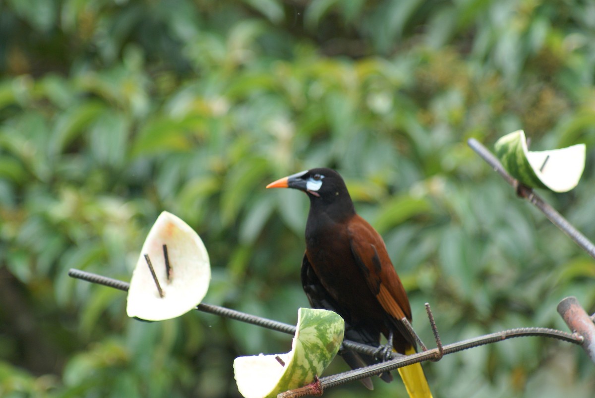 Montezuma Oropendola - ML638757196