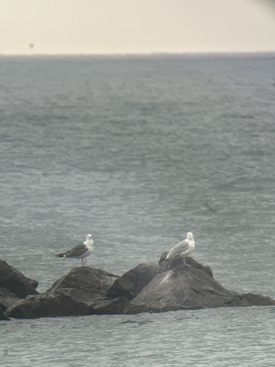 Lesser Black-backed Gull - ML638757198