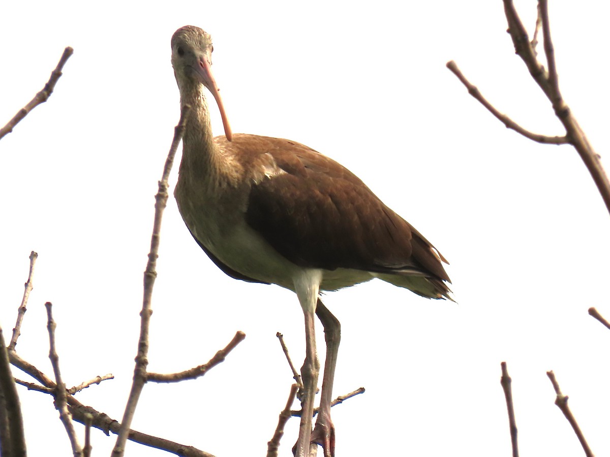 White Ibis - ML638757212