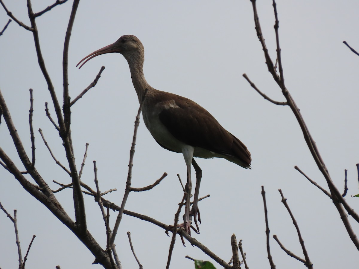 White Ibis - ML638757213
