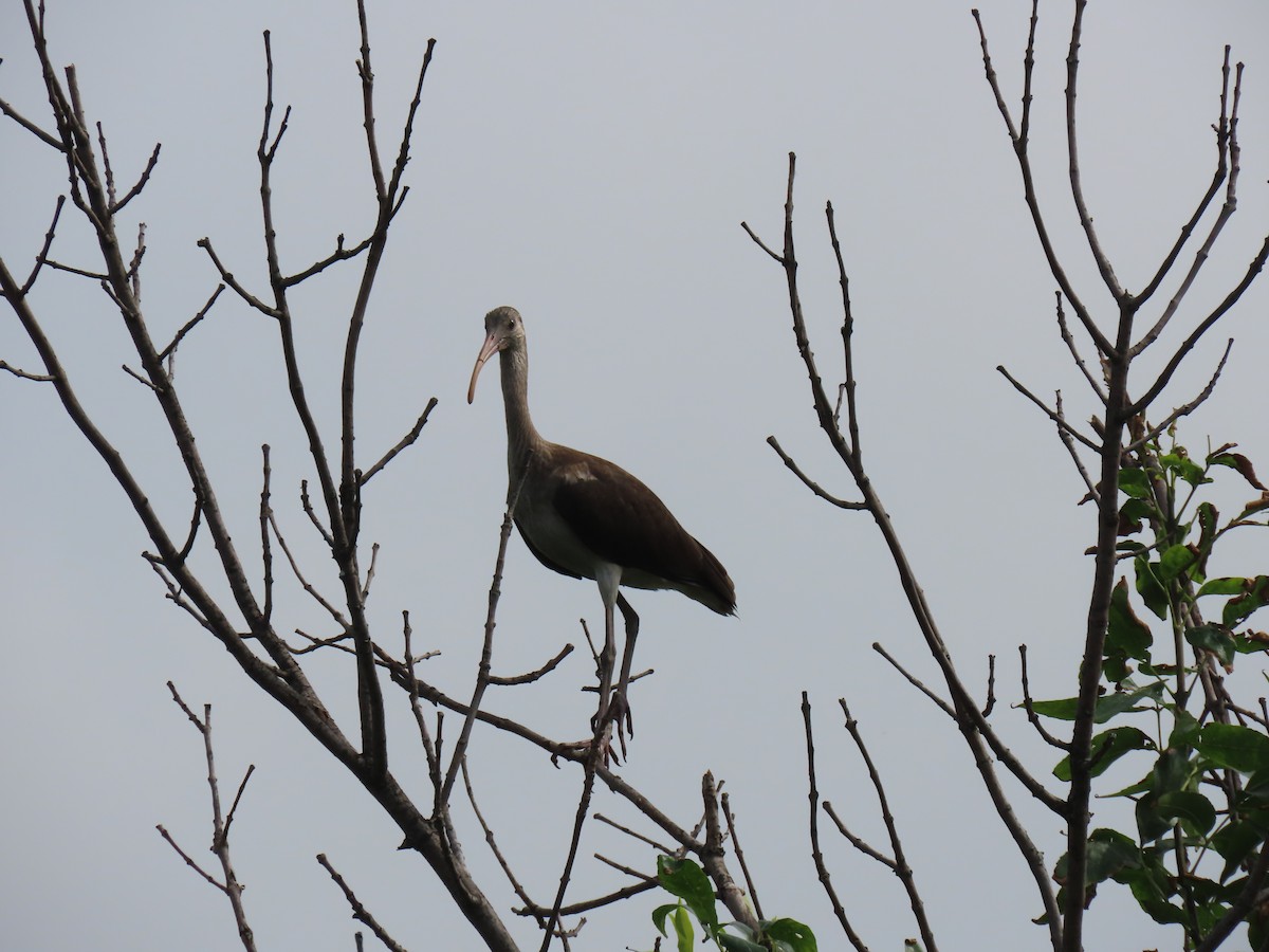 White Ibis - ML638757214