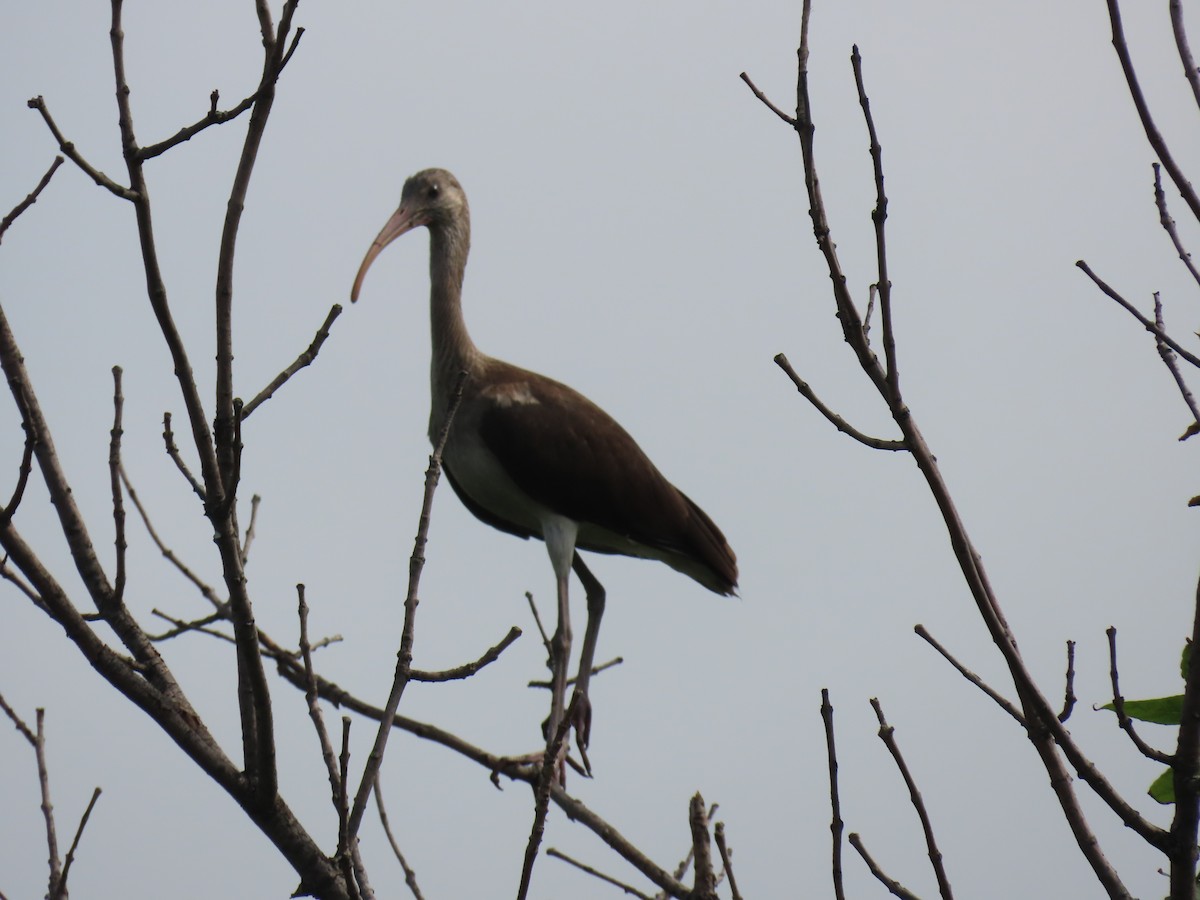 White Ibis - ML638757215