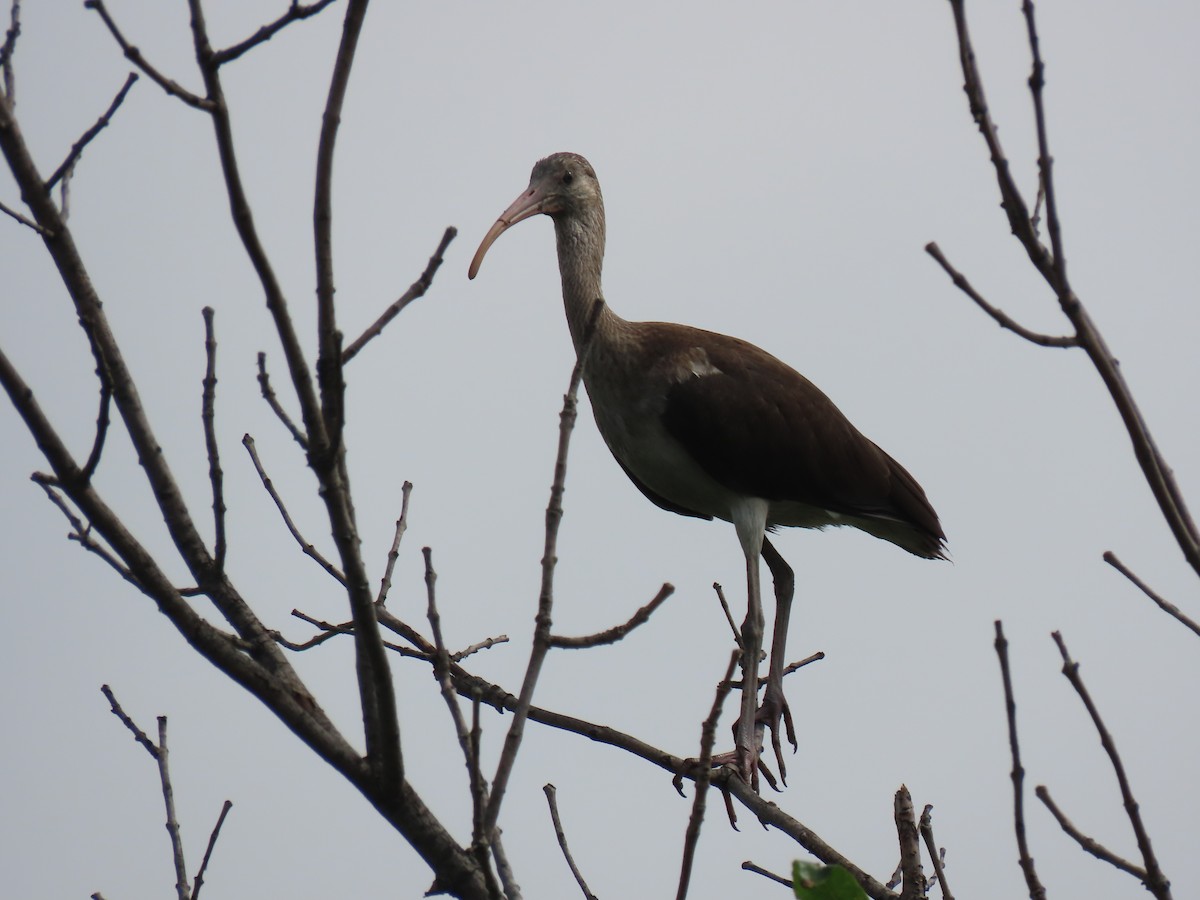 White Ibis - ML638757217