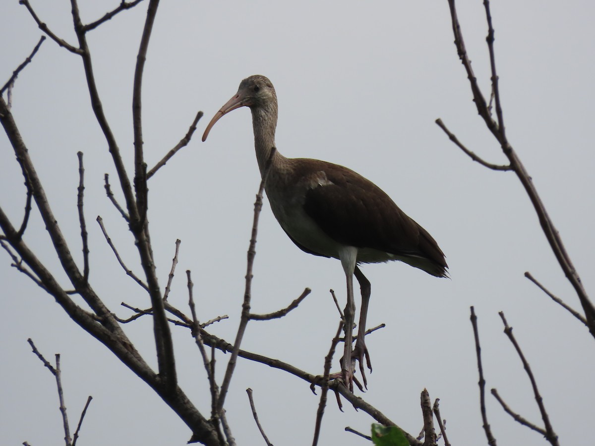 White Ibis - ML638757218