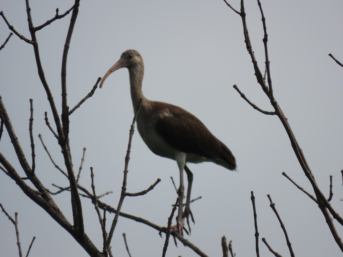 White Ibis - ML638757221