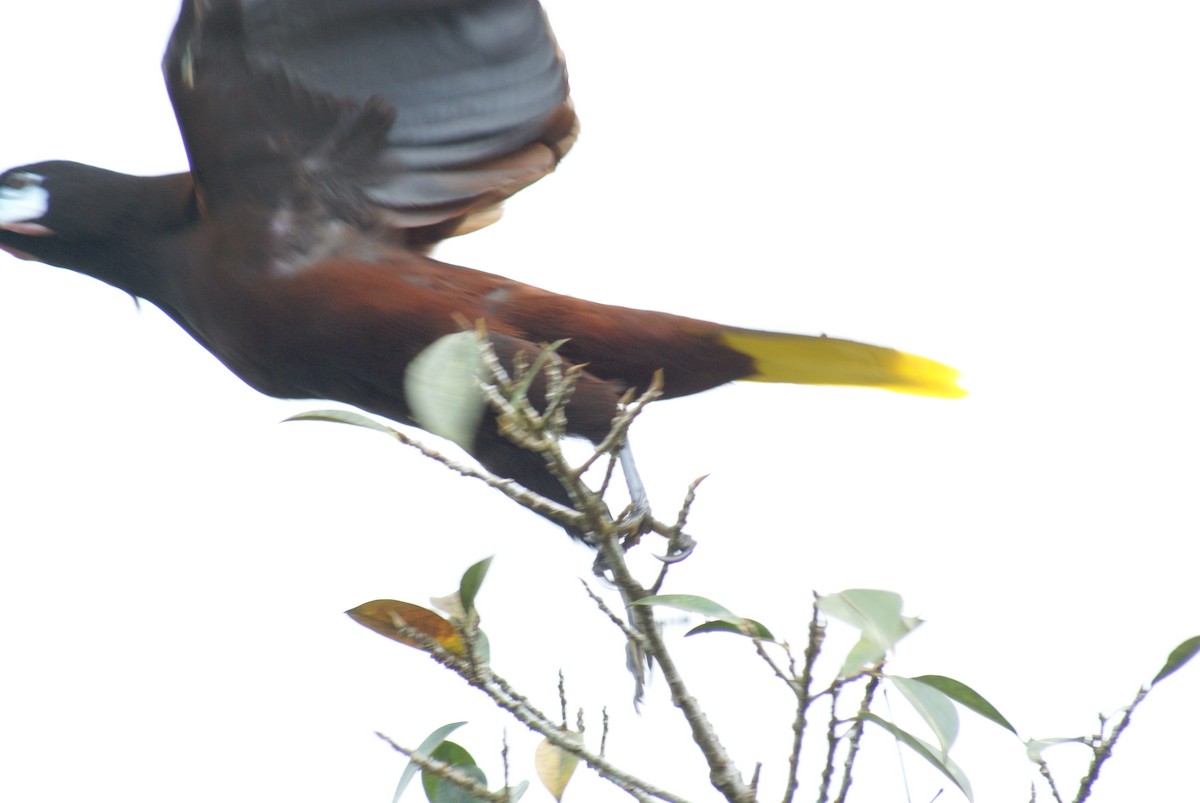 Montezuma Oropendola - ML638757239