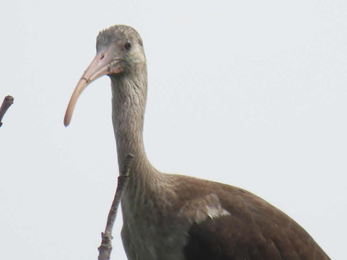 White Ibis - ML638757246