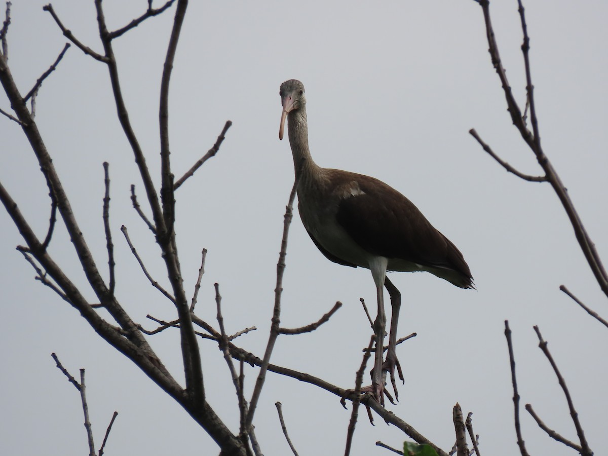 White Ibis - ML638757247