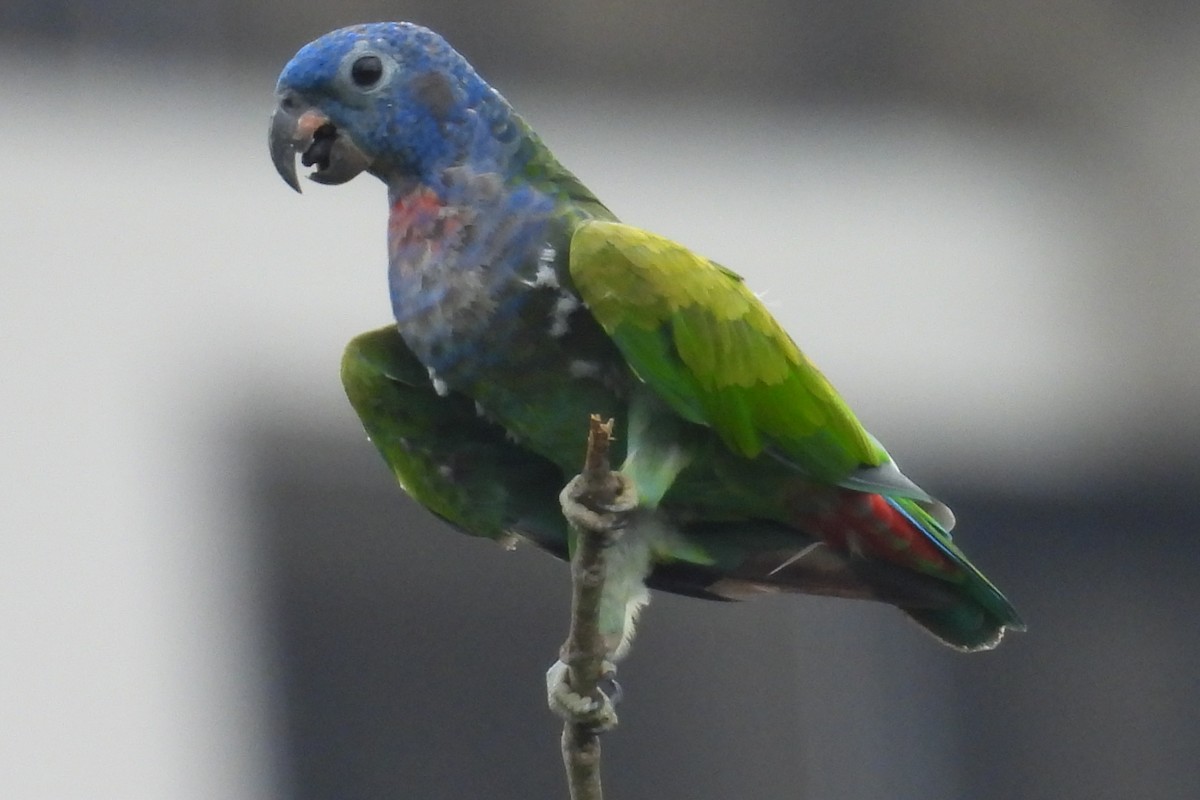 Blue-headed Parrot - ML638757252