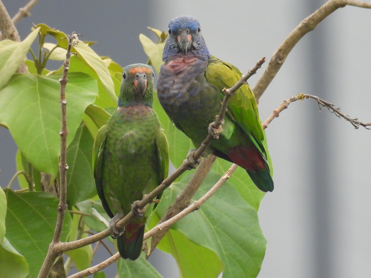 Blue-headed Parrot - ML638757253
