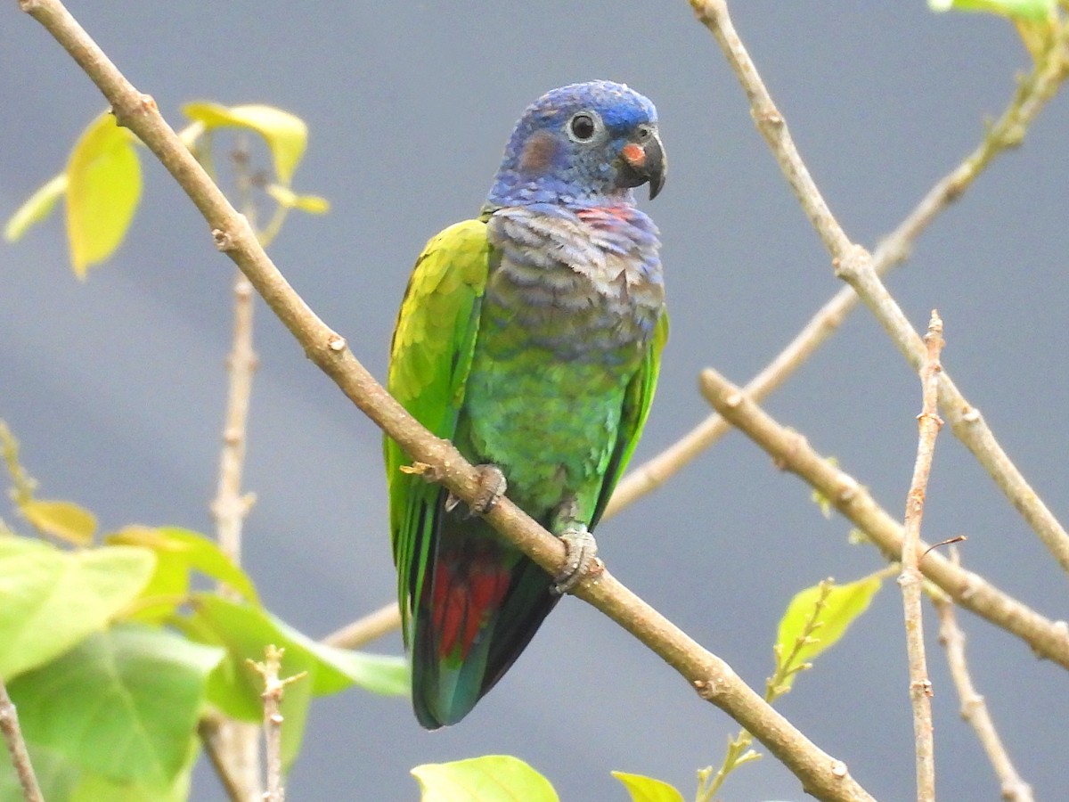 Blue-headed Parrot - ML638757254