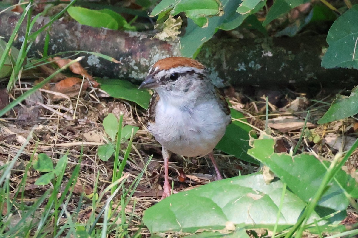 Chipping Sparrow - ML638757256