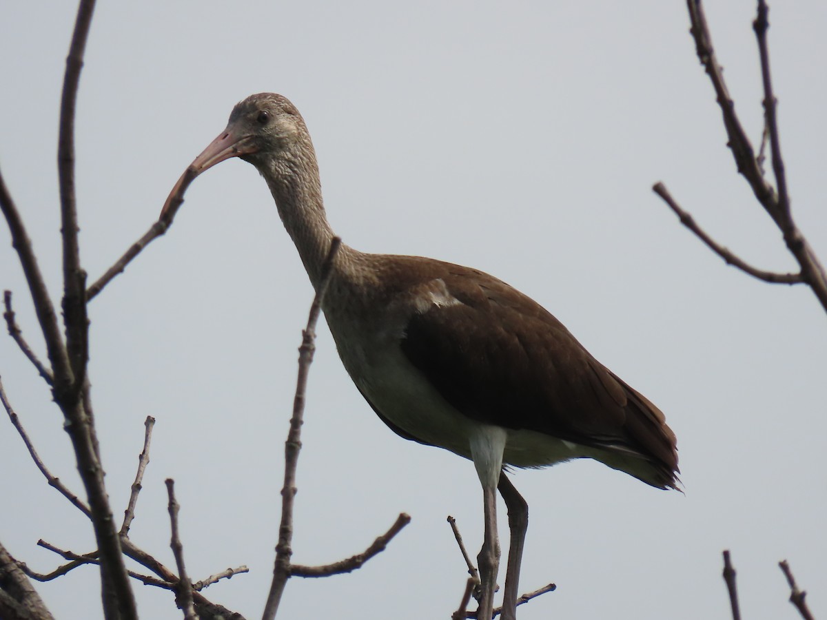 White Ibis - ML638757281