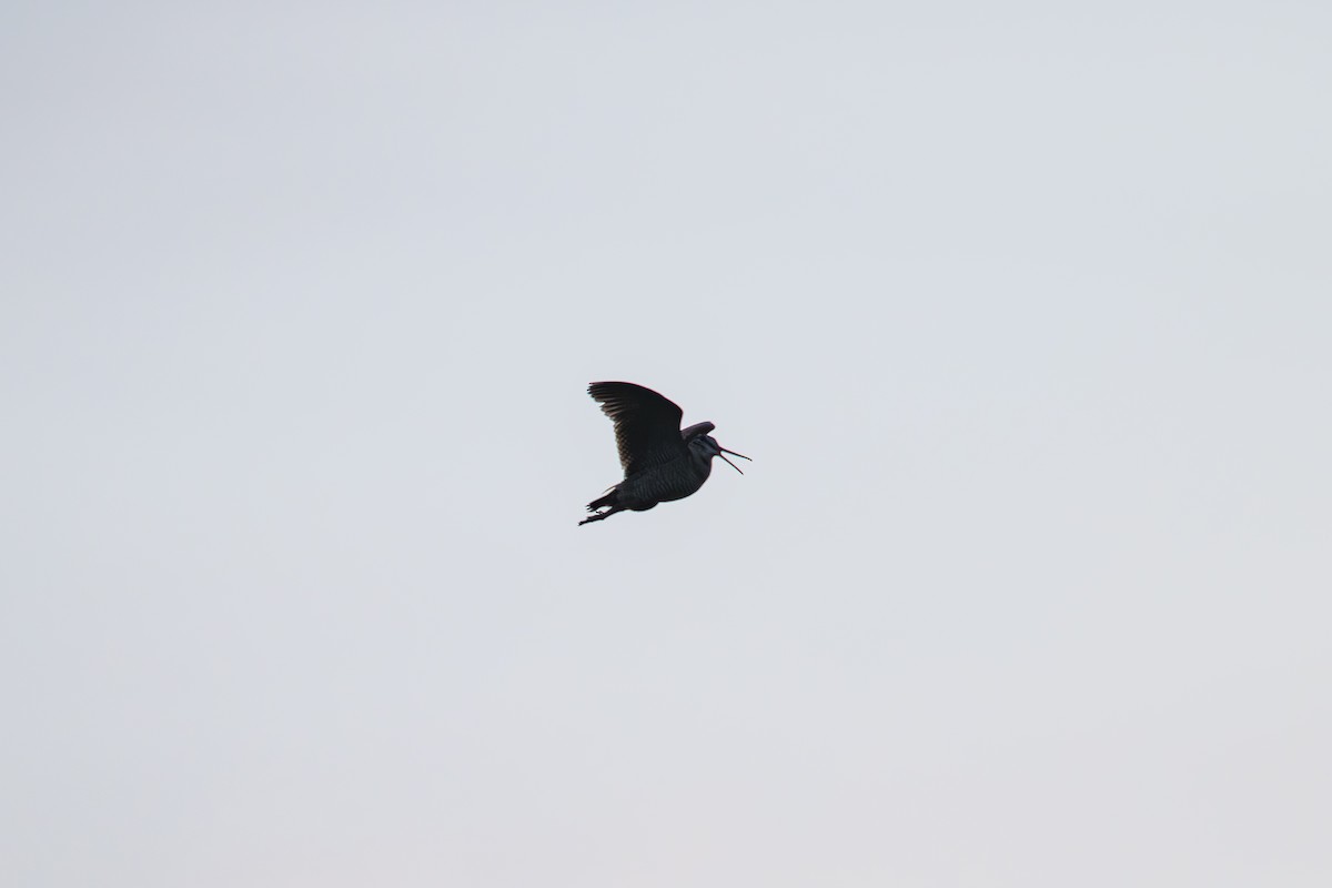 Eurasian Woodcock - ML638757346