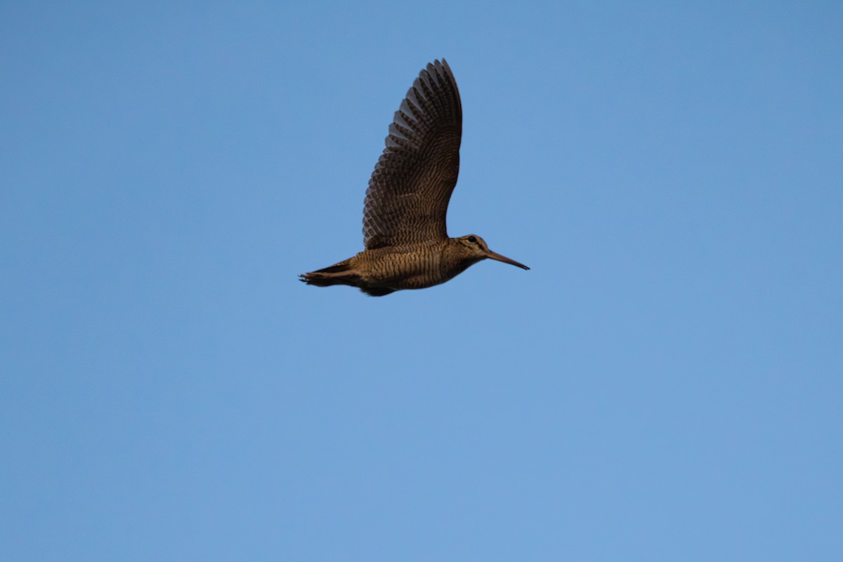 Eurasian Woodcock - ML638757347