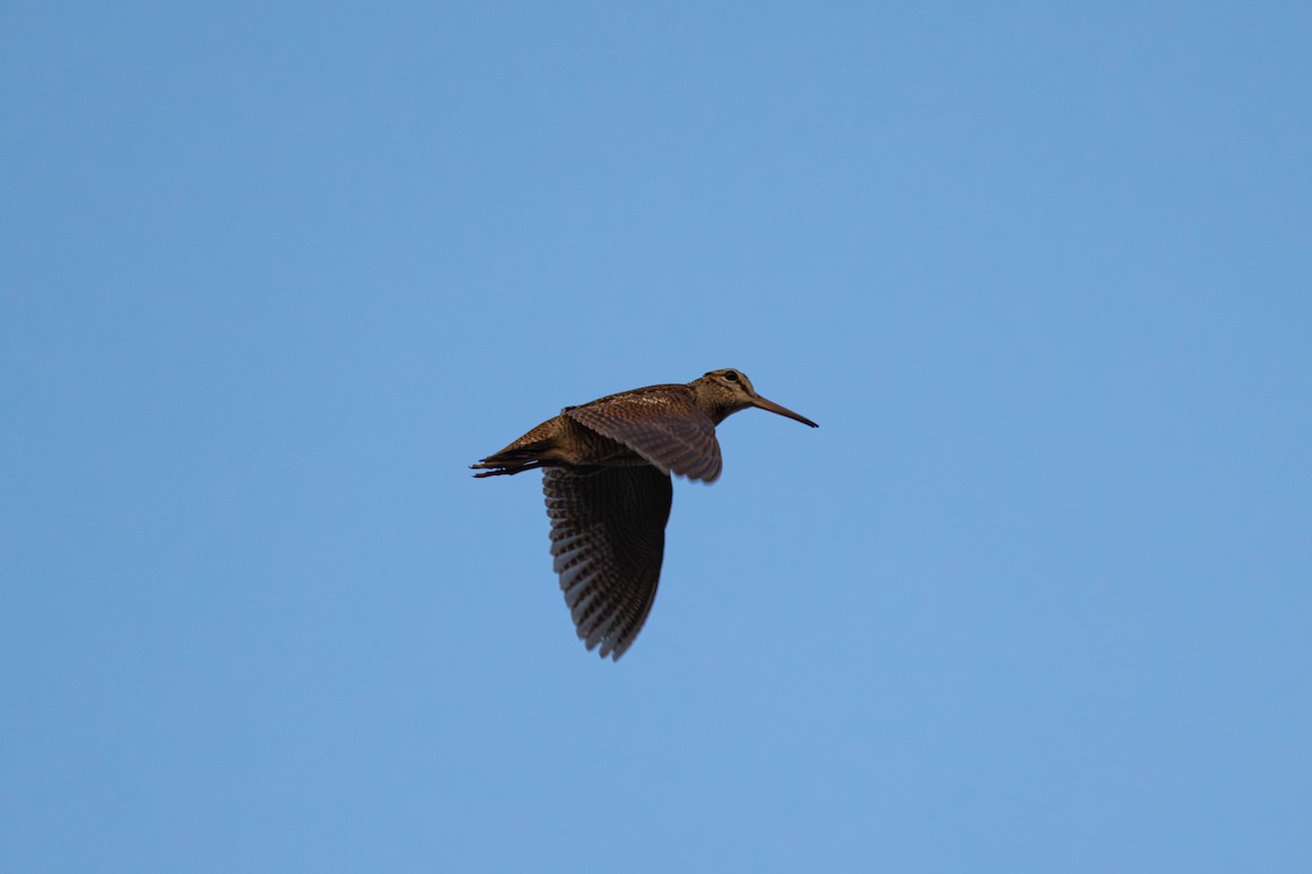 Eurasian Woodcock - ML638757349