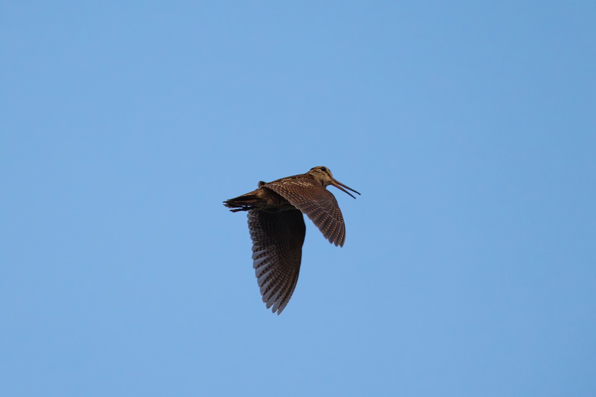 Eurasian Woodcock - ML638757350