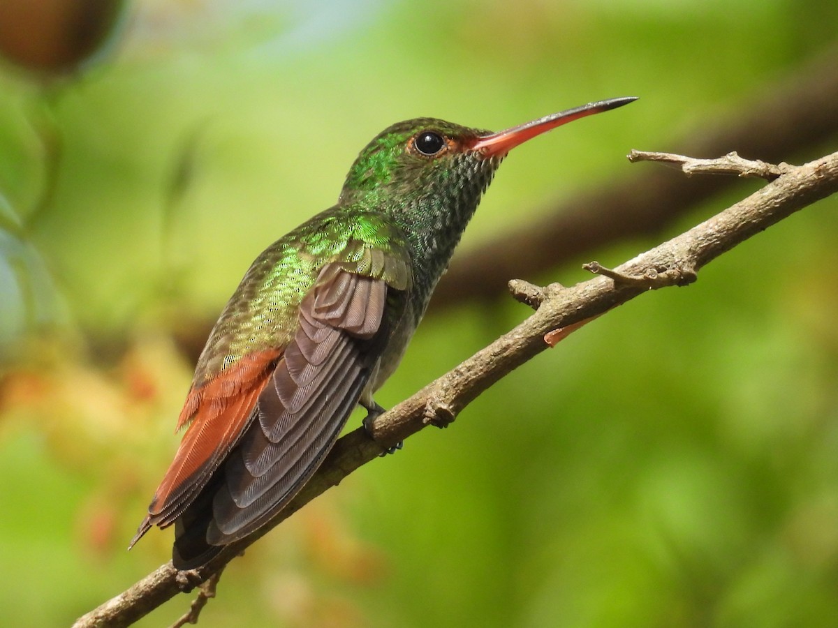 Rufous-tailed Hummingbird - ML638757394