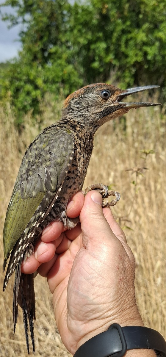 Iberian Green Woodpecker - ML638757402