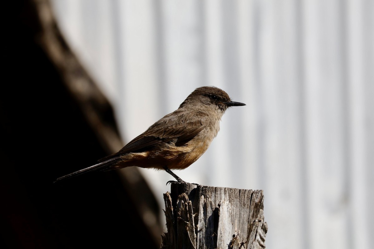 Say's Phoebe - ML638757406