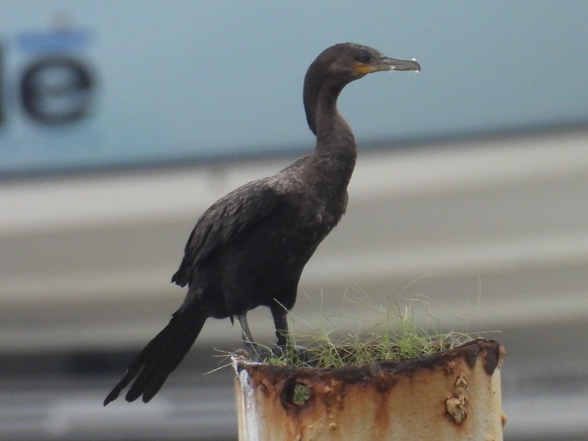 Neotropic Cormorant - ML638757410