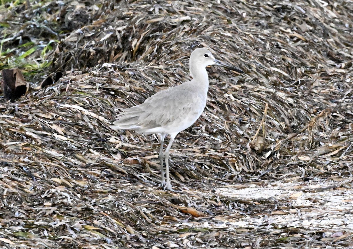 Willet - ML638757414