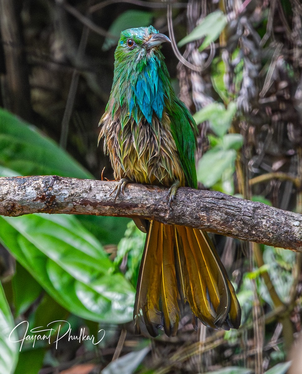 Blue-bearded Bee-eater - ML638757432