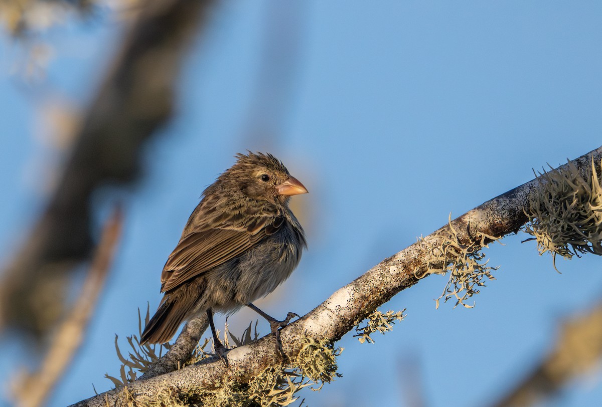 Small Ground-Finch - ML638757434