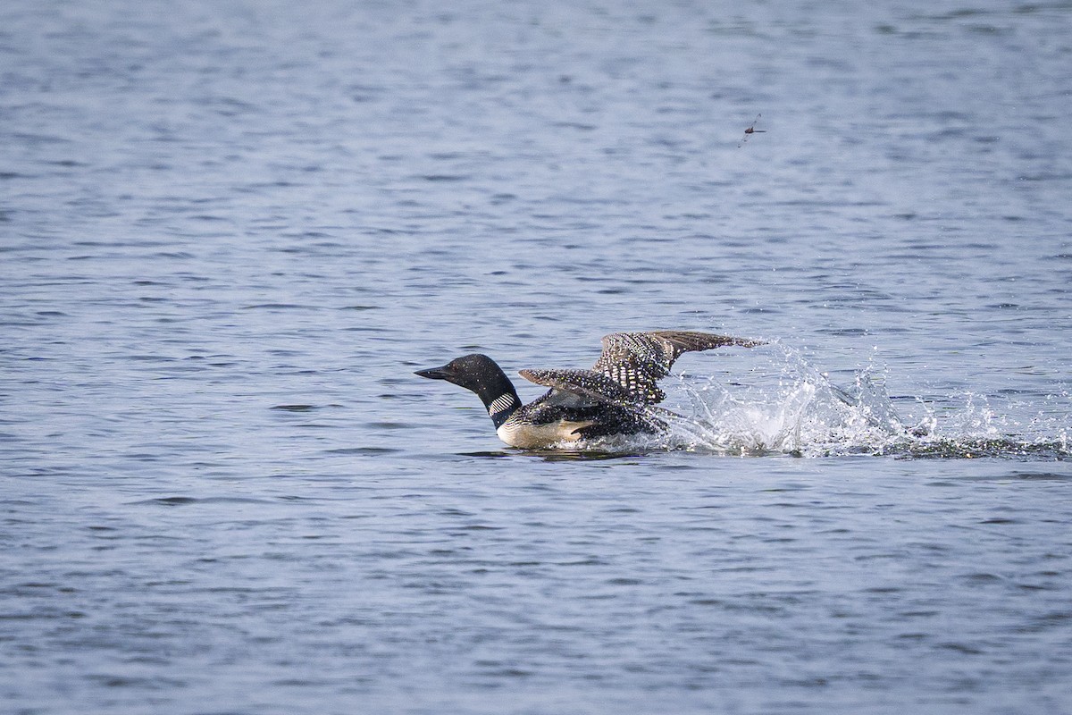 Common Loon - ML638757435