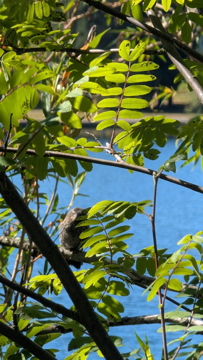 Black-capped Chickadee - ML638757437
