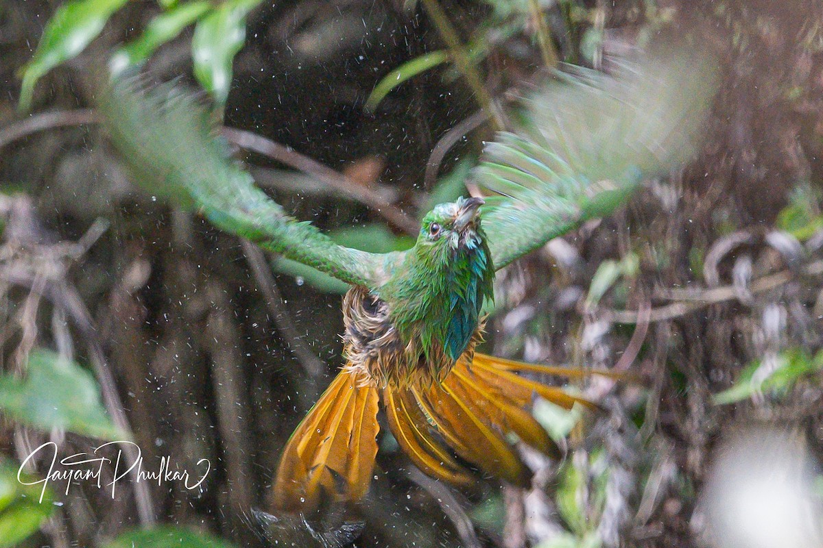 Blue-bearded Bee-eater - ML638757440