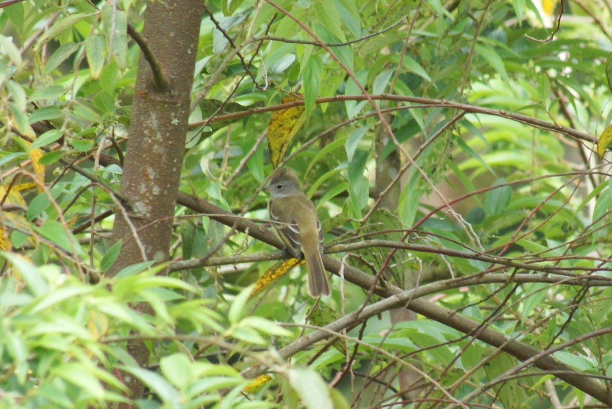 Yellow-bellied Elaenia - ML638757471